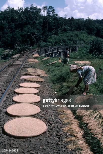Java, Indonésie, juin 1985 --- A la découverte de l'île de Java par le train Siang Express ou "train des rizières". Ici, deux femmes se servent des...