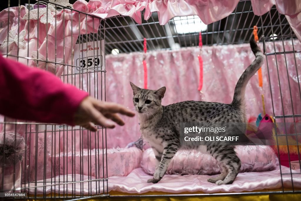 BRITAIN-ANIMAL-CAT