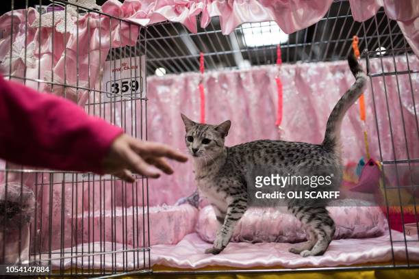 An Egyptian Mau Adult cat waits in its pen prior to being judged at the 42nd 'Supreme Cat Show' organised by the Governing Council of the Cat Fancy...
