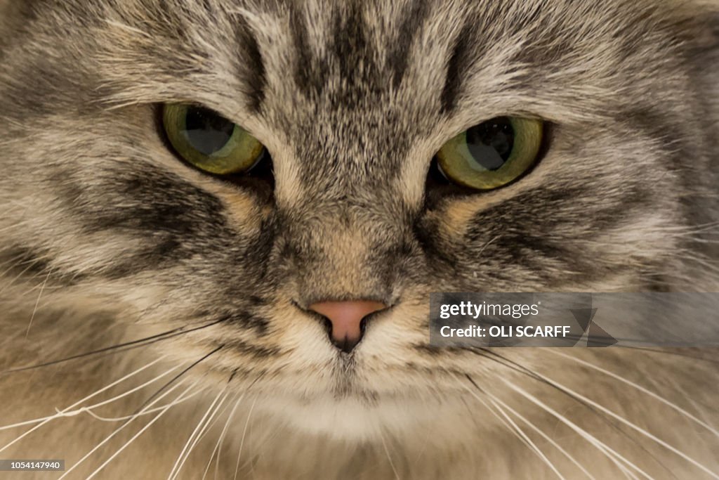 BRITAIN-ANIMAL-CAT