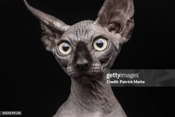 sphynx cat - sphynx hairless cat stock pictures, royalty-free photos & images