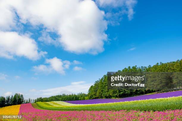 coloruful garden and lavender field at tomita farm in summer, hokkaido, japn - biei town stock pictures, royalty-free photos & images