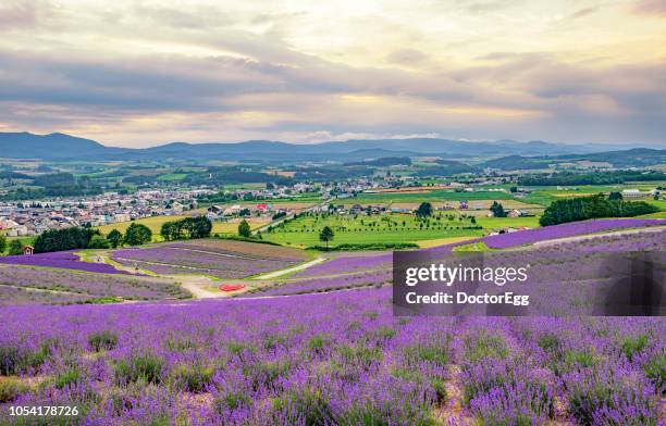 furano town and lavender field on the hill of hinode park in summer, hokkaido, japan - hokkaidō stock pictures, royalty-free photos & images