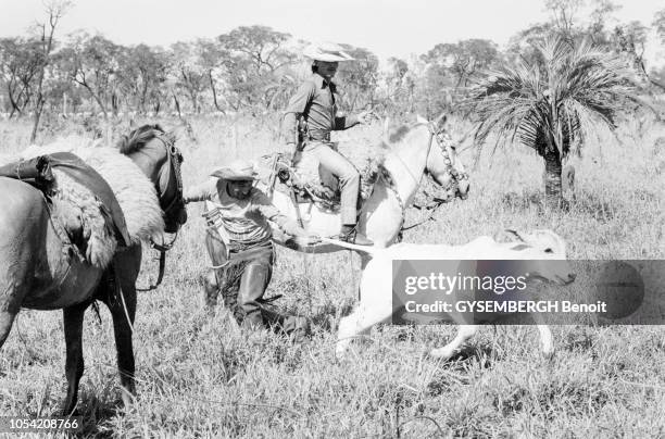 Juin 1990 --- Aspects du Paraguay. Ici, deux gauchos à cheval dans la plaine. L'un d'eux retient par la queue un veau qui tente de s'échapper.