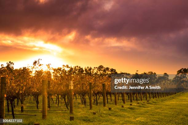 sunrise over vines - margaret river australia photos et images de collection