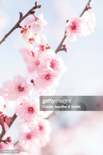 fruit blossom - peach blossom stock pictures, royalty-free photos & images