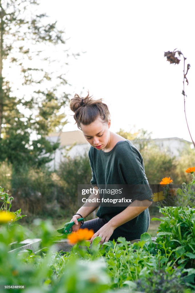 Junge Frau in organische Gartenarbeit Stadtprojekt im Hochbeet