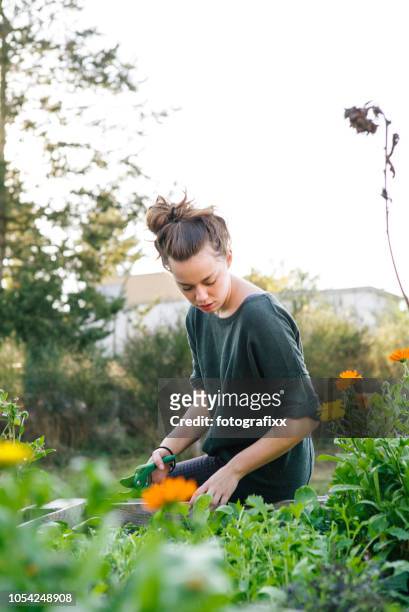 jeune femme en projet jardinage urbain biologique à lit surélevé - city garden photos et images de collection