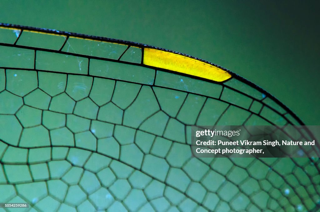 A creative abstract shot of wings of dragon fly in extreme close up