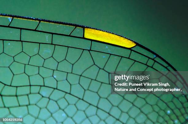a creative abstract shot of wings of dragon fly in extreme close up - libellula foto e immagini stock