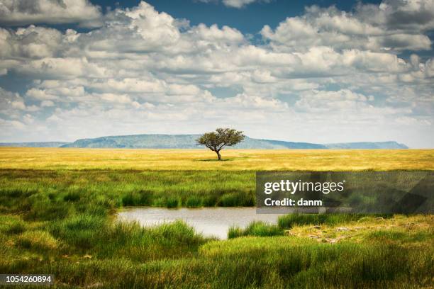 single tree near to a lake and lot of grass aroud and beautiful clouds in background in national park of serengeti tanzania - grassland stock-fotos und bilder