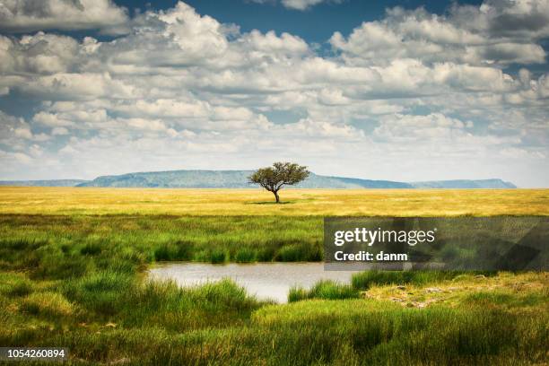 single tree near to a lake and lot of grass aroud and beautiful clouds in background in national park of serengeti tanzania - serengeti national park imagens e fotografias de stock