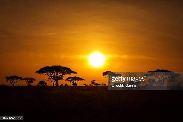 acacia trees at sunrise with beatiful red sky in background. national park of serengeti tanzania. - savanah landscape stockfoto's en -beelden