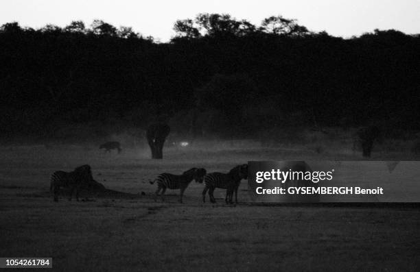 Zimbabwe, juin 1992 --- Le parc national Hwange, d'une superficie de 14 620 km2, est l'un des sanctuaires naturels les plus importants pour la faune...