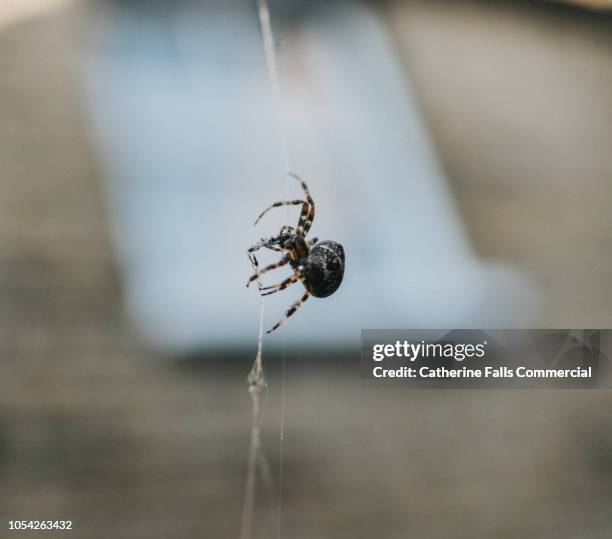 spider on her web - false widow spider uk stock pictures, royalty-free photos & images