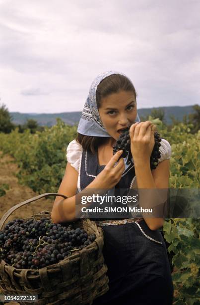 France, Alpes-Maritimes - 1956 - Tournage du film "Les Vendanges" de Jeffrey Hayden avec Pier ANGELI et Mel FERRER. Ici, portrait de Pier ANGELI, en...