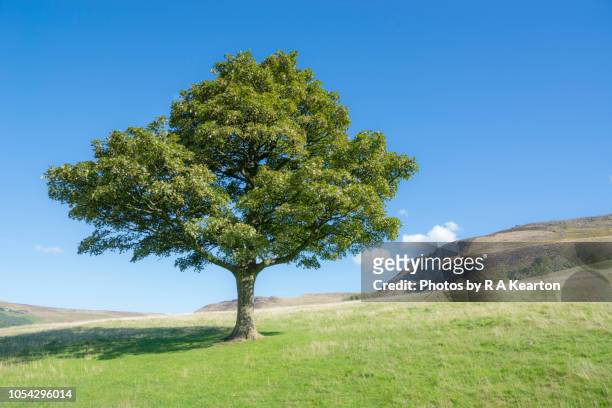 sycamore tree on a bright and sunny day in the hills of england - single tree stock pictures, royalty-free photos & images