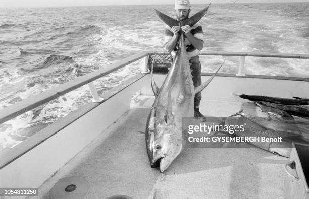 Etats-Unis, mai 1987 --- La pêche au gros dans l'océan Pacifique, au large de la Californie. Un homme soulevant un thon géant par la queue, sur le...