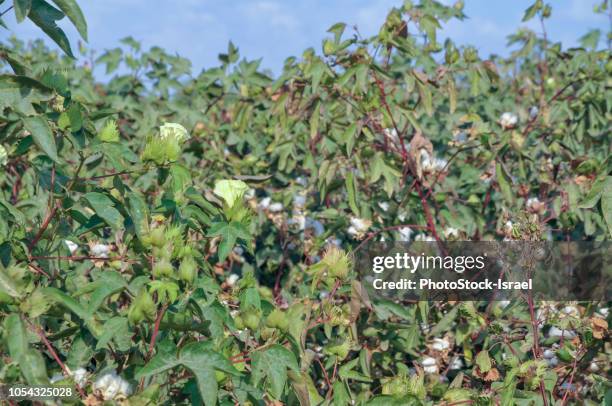 cotton plant with flowers and cotton. - gossypium herbaceum stock pictures, royalty-free photos & images