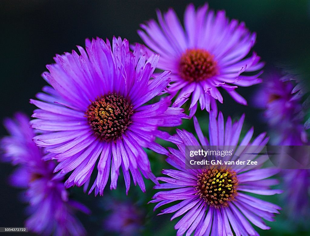 Aster novae angliae `Harrington´s Pink`