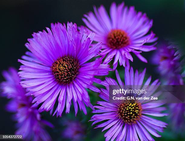 aster novae angliae `harrington´s pink` - aster stock pictures, royalty-free photos & images