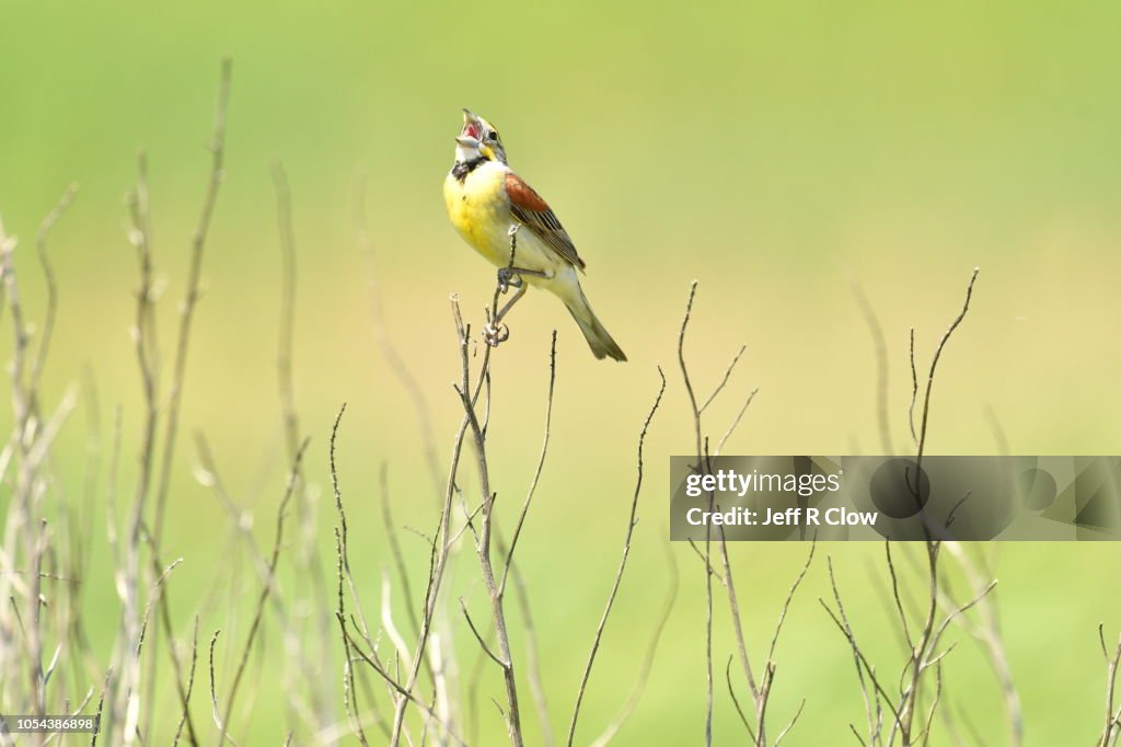 Singing wild bird on the prairie Too