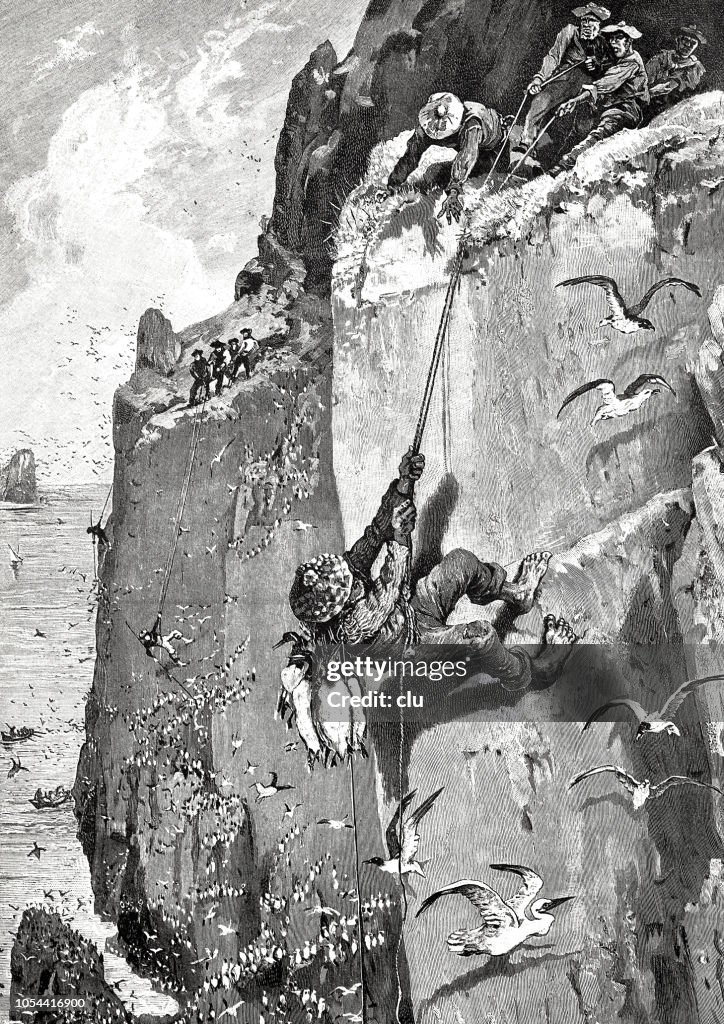 Catch of seabirds: Man is pulled up at a wall