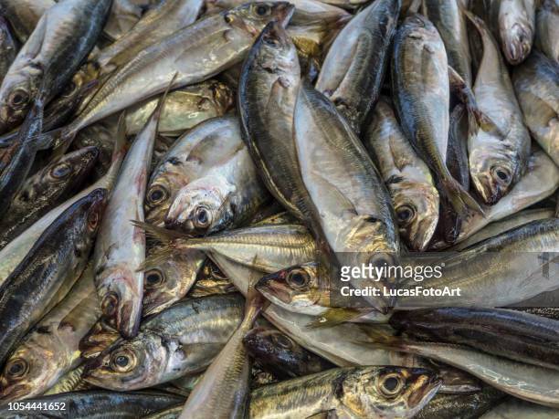 fish sardines and mackerel in the market - trachurus trachurus stockfoto's en -beelden