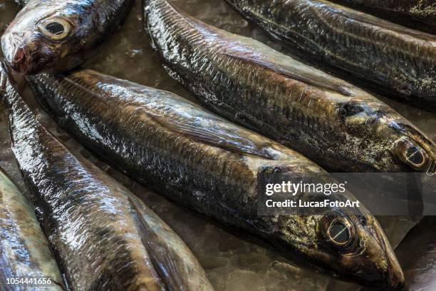 fish fish mackerel in the market - trachurus trachurus stock pictures, royalty-free photos & images