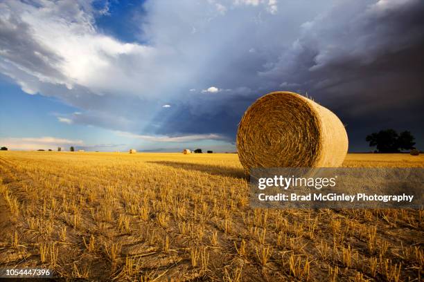 sunny hay bale - bale stock pictures, royalty-free photos & images