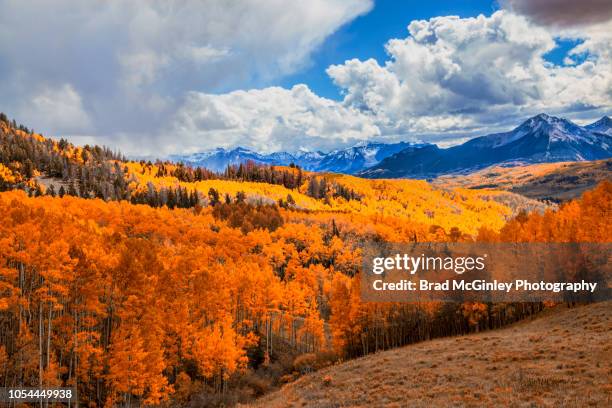 colorful autumn aspen's - aspen tree bildbanksfoton och bilder