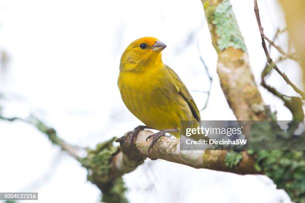 canary bird , rio grande do sul, brasil. - canary bird stock pictures, royalty-free photos & images
