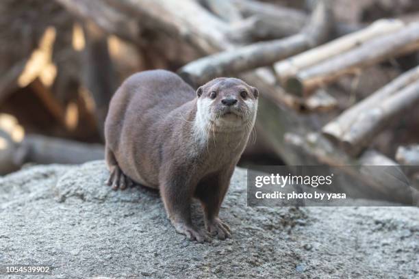 eurasian otter - europäischer fischotter stock-fotos und bilder