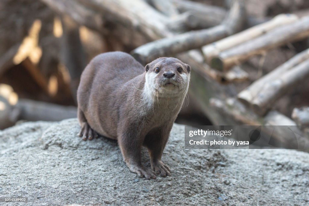 Eurasian otter