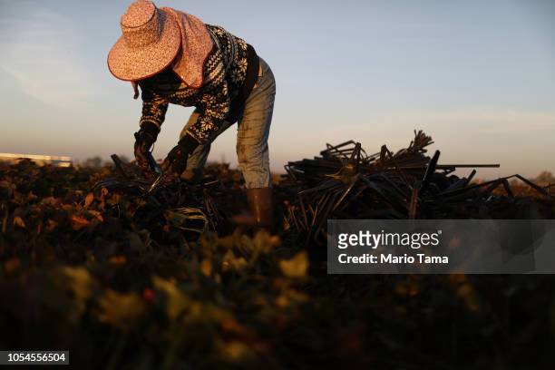Mexican immigrant Vicky Uriostegui, who has lived in the U.S. For 27 years, prepares to haul out water hoses on a farm in California's 10th...