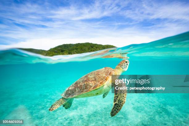 meeresschildkröte im paradies - okinawa prefecture stock-fotos und bilder