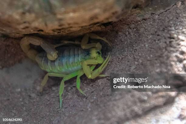 Close up the Deathstalker scorpion. The animal scientific name is Leiurus quinquestriatus. It is also known as the Israeli yellow scorpion, Omdurman...