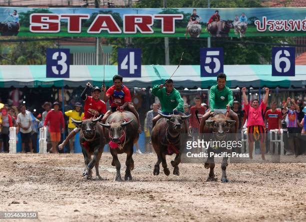 Jockeys compete in Chonburi's annual buffalo race festival which also celebrates the rice harvest.