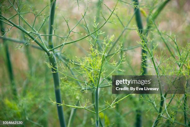 dill plant - dill bildbanksfoton och bilder