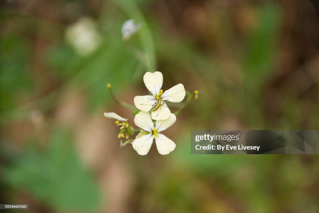 Raphanus Raphanistrum Flower
