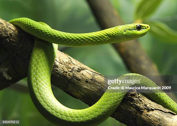 green snake - snake ストックフォトと画像