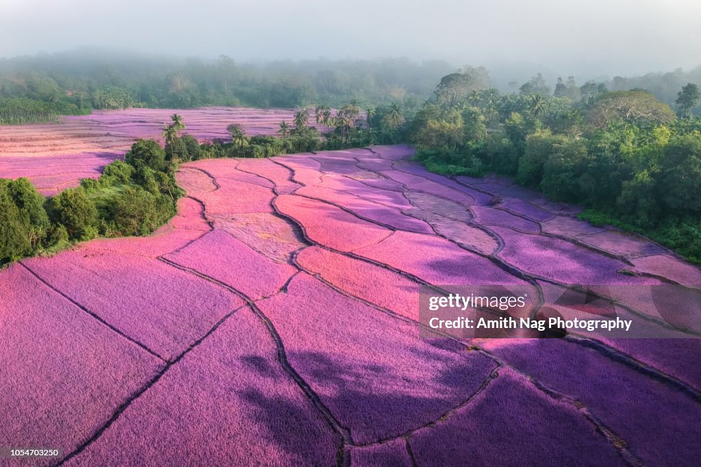 Sunrise over misty lavender fields