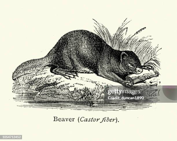 Beaver Prints Photos And Premium High Res Pictures Getty Images beaver-prints-photos-and-premium-high-res-pictures-getty-images