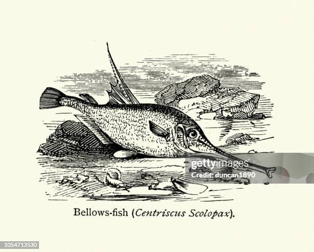 longspine snipefish, bellowfish, centriscus scolopax - snipefish stock illustrations