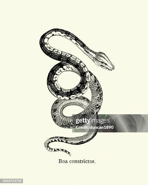 ilustraciones, imágenes clip art, dibujos animados e iconos de stock de serpientes boa constictor - grabado en madera