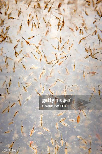43 Artemia Salina Stock Photos, High-Res Pictures, and Images - Getty Images