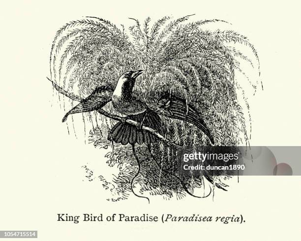 birds, king bird-of-paradise - king bird of paradise stock illustrations