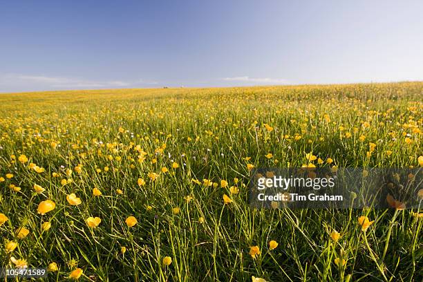 buttercups in meadow, the cotswolds - buttercup stock pictures, royalty-free photos & images