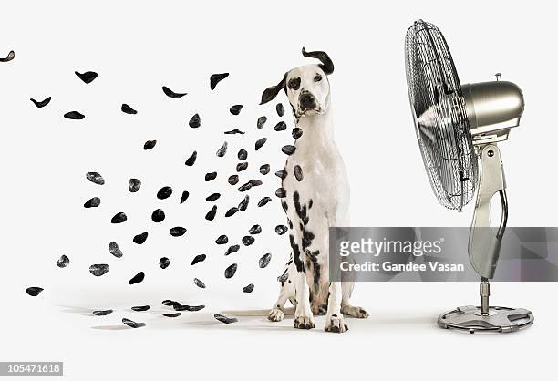 spots flying off dalmation dog - electric fan stock pictures, royalty-free photos & images