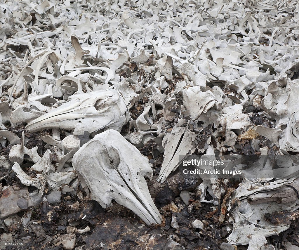 Beluga Whale bones